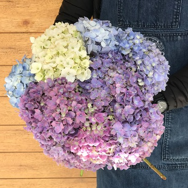 ANGELIQUE, BOUQUET
