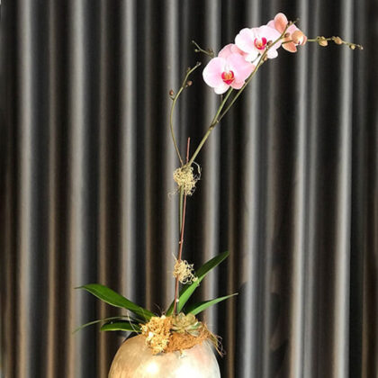 ZOE, ORQUIDEA