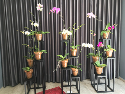 ORQUIDEA EN MACETA