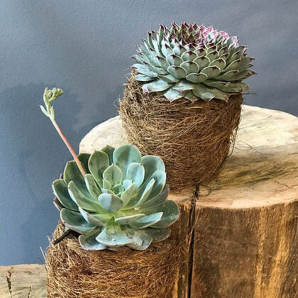 SUCULENT NEST,PLANTA